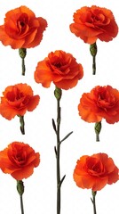 Fototapeta premium Set of Nine vibrant red carnations isolate