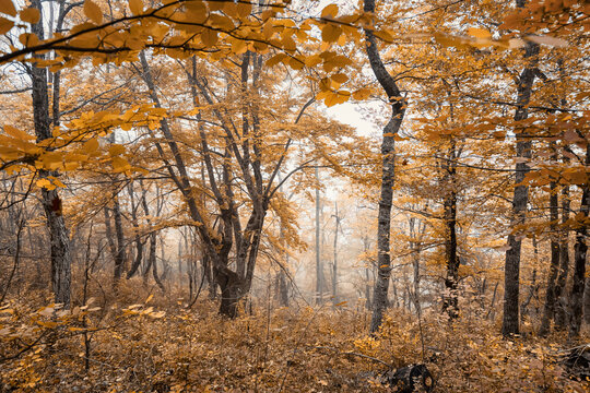 Sunlight filters through the golden canopy of an autumn forest, creating a magical atmosphere in the misty air - Powered by Adobe
