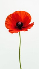 Single poppy flower, intense color, pure white background, beautiful, macro, plant
