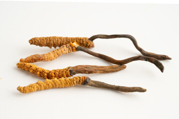 Cordyceps or Ophiocordyceps sinensis mushroom herb is fungus for used as medicine on white...