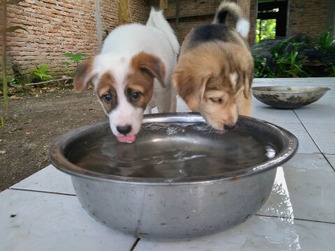two puppies white and brown in the ear and eye area and a brown dog mixed with black and white on the body. I'm drinking from a basin full of water - Powered by Adobe