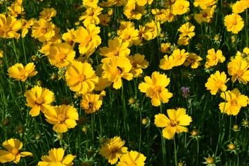 Bright Yellow Coreopsis Surrounded by Green Stems
