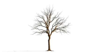 A lone tree, stark branches against a pure white backdrop, picture, leafless