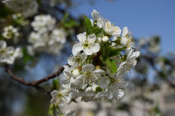 Spring's Awakening: White Blossoms Against a Blue Sky
