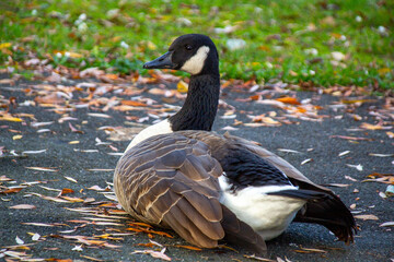 Fototapeta premium Canadian geese, birds North America nibbling on green grass in quiet field, Canada geese enjoying green pasture, Natural grazing behavior