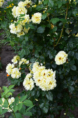 A lush garden with vibrant yellow roses in full bloom, surrounded by abundant green leaves. Full Bloom in a Verdant Paradise