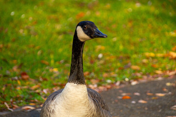 Canadian geese, birds North America nibbling on green grass in quiet field, Canada geese enjoying green pasture, Natural grazing behavior