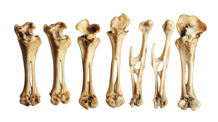 Set of chicken bones --ar 16:9