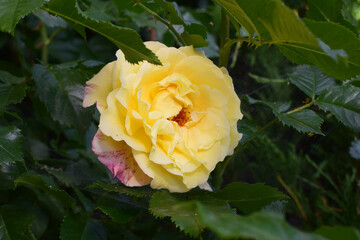 A vibrant yellow rose with soft pink edges in full bloom, surrounded by dark green foliage. Layered Petals in Full Splendor