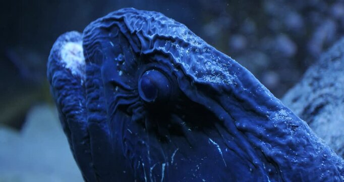 Wolf eel is opening its mouth at the bottom of the sea, tropical sea life, 4k