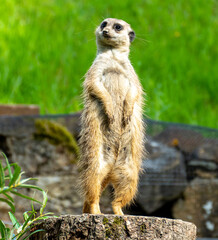 Fototapeta premium closeup portrait of suricate or meerkat (Suricata suricatta) standing in a zoo in Germany and watching from his lookout