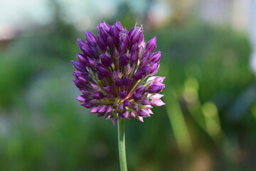 A close-up view of a purple allium flower bud. The flower is composed of many small, pointed petals with a bright, vivid color.