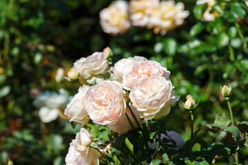 Beautiful blooming rose flowers at the public garden in Boston,, Massachusetts, USA