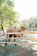 Two-humped brown camel walks along a wooden fence in a sunny park
