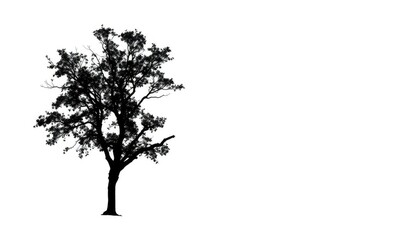 Fototapeta premium Single, majestic tree silhouetted against a pure white backdrop, background, image