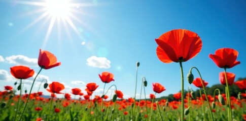 Fototapeta premium Vibrant red poppies bloom under a brilliant blue sky, bathed in sunlight , photography, scenery, field