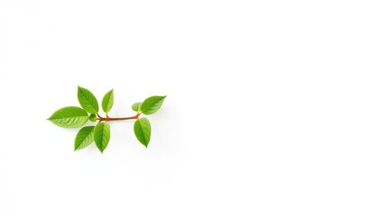 Single vibrant green plant, isolated on pure white backdrop, stem, natural