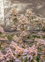 female blossom marijuana SoG Sea of Green net hemp cultivation technique Growing pot indoor bloom stage growth Medical