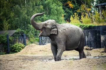 elephant in the zoo in Ireland