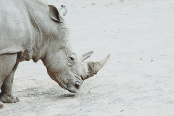 Fototapeta premium rhino in zoo