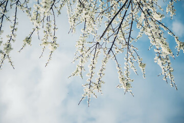 flowering tree