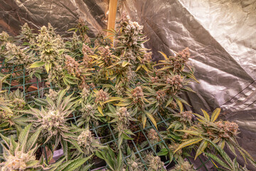 female blossom marijuana SoG Sea of Green net hemp cultivation technique Growing pot indoor bloom...