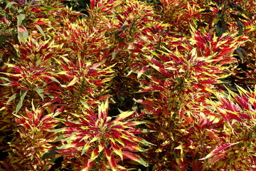 Amaranthus tricolor, colorful leaves in garden or in park.  