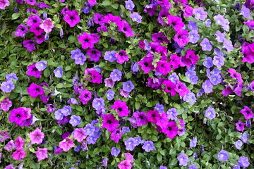 Petunia flowers. Petunias mixed colors. Family name Solanaceae. Floral background.