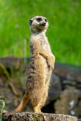 Fototapeta premium closeup portrait of suricate or meerkat (Suricata suricatta) standing in a zoo in Germany and watching from his lookout