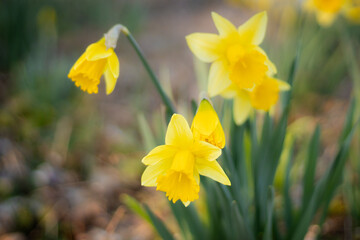 Fototapeta premium Yellow flowers blooming in spring, first blossoms of the season, awakening nature, fresh and vibrant, spring mood, nature’s renewal.