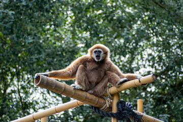 Obraz premium Gibbon (Hylobates) ape sitting on a bamboo tree in a Zoo close to Frankfurt, Germany