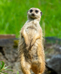 closeup portrait of suricate or meerkat (Suricata suricatta) standing in a zoo in Germany and watching from his lookout