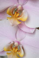 A close-up of a pink orchid with unique patterns on its petals, showcasing its vibrant colors and large blooms. Perfect for indoor plant themes, flowering plants, and flower care in home decor.