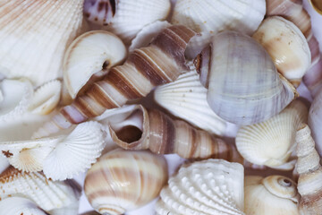 Close-up of seashells, showcasing their intricate textures and natural beauty. Perfect for marine-themed backgrounds, ocean-inspired designs, and evoking a summer, beachy mood.