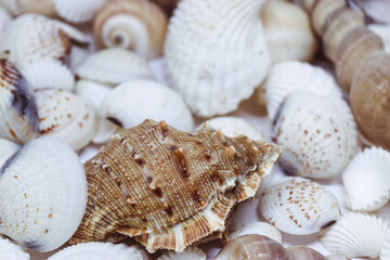 Close-up of seashells, showcasing their intricate textures and natural beauty. Perfect for marine-themed backgrounds, ocean-inspired designs, and evoking a summer, beachy mood.