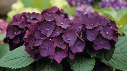 A close-up of a purple hydrangea bloom with deep hues, showcasing the beauty of floral details