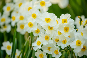 beautiful blooming of spring flowers daffodils.