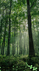 Obraz premium Forest Path Mystery: A mystical forest pathway veiled in a luminous fog, leading to a realm of mystery and wonder. Sunlight peeks through the dense canopy, illuminating the path with a soft.