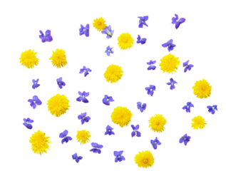 flowers yellow dandelions and blue violets.flat top view.  Isolated on white background. Isolated on transparent. png format.
