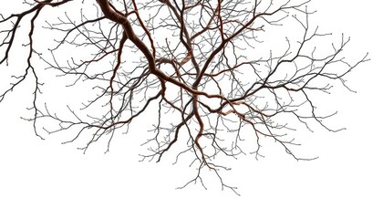 Fototapeta premium Delicate, intertwined tree branches isolated on pure white background, element, limb