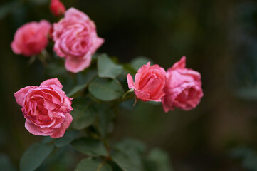 pink rose beautiful flower against the background of nature green forest many pink roses