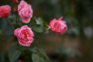 pink rose beautiful flower against the background of nature green forest many pink roses