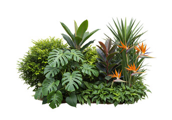 evergreen leaves of tropical plants shrubs (Monstera, palm, fern, rubber plant, pine, birds nest fern) floral arrangement isolated on white background . cutout, or clipping path.