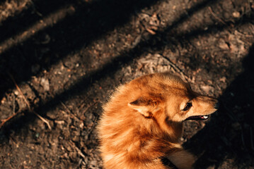 Head of a fluffy red dog