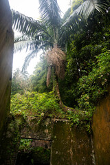 path through botanical garden, lush in Azores, Terra Nostra