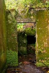 Over grown lush plants on ancient ruins 