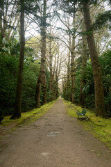 Walk through tropical forest, garden, waterfall in the Azores