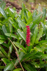 Red Bistort or Firetail plan in lush garden