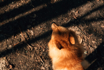 Head of a fluffy red dog