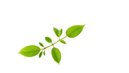 Single vibrant green plant, isolated on pure white background, flora photography, white background plant